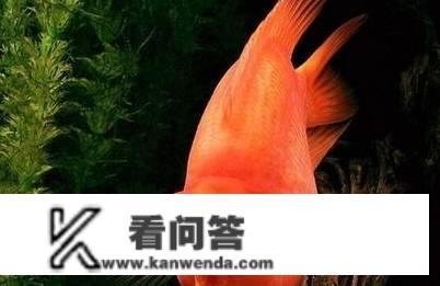 风水鱼死了代表什么？风水学上有那4种说法！