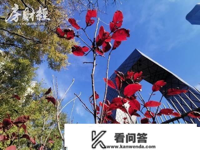 新年献词：感激2022，梅花香自苦寒来