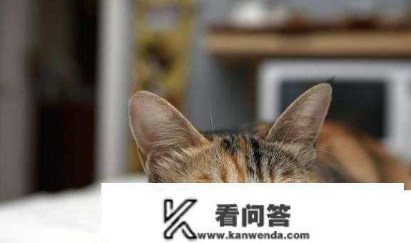 猫黄疸治疗一般要几钱