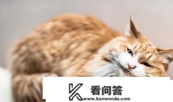 猫黄疸治疗一般要几钱