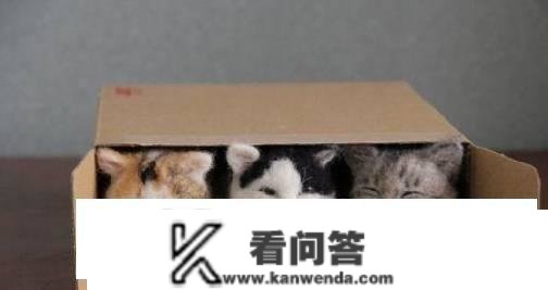 猫的留意，不想被仆人所恨，不要有那六种行为