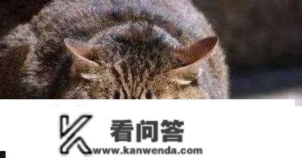 猫的留意，不想被仆人所恨，不要有那六种行为