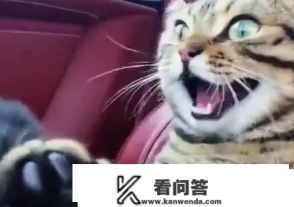 猫的留意，不想被仆人所恨，不要有那六种行为