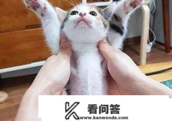 猫的留意，不想被仆人所恨，不要有那六种行为