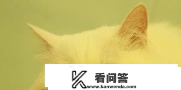 猫的留意，不想被仆人所恨，不要有那六种行为