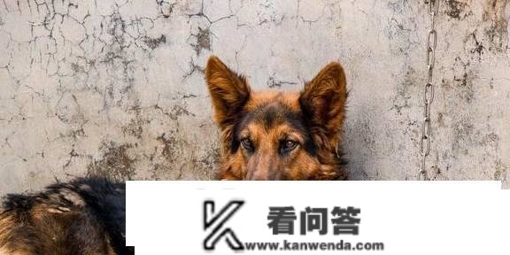 食量大的六种狗狗，“月光族”暗示：养不起！