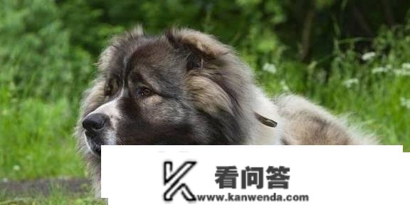 食量大的六种狗狗，“月光族”暗示：养不起！