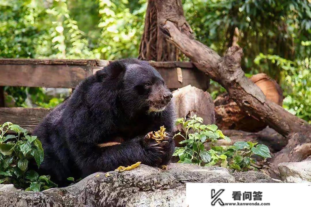 黑龙江双鸭山，须眉上山挖野菜时，被黑熊咬得剩半张脸，陷入昏迷