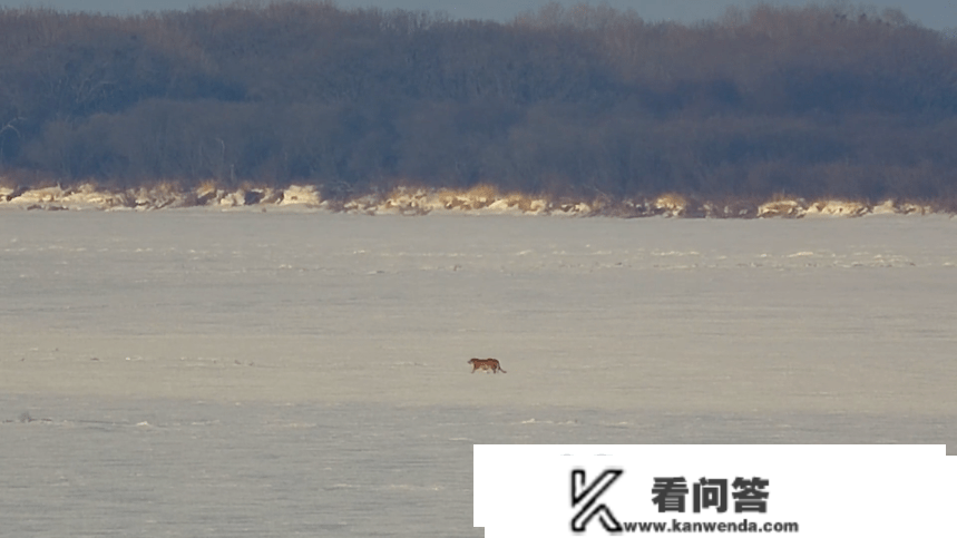 本月第三次！黑龙江饶河疆域又现野生东北虎