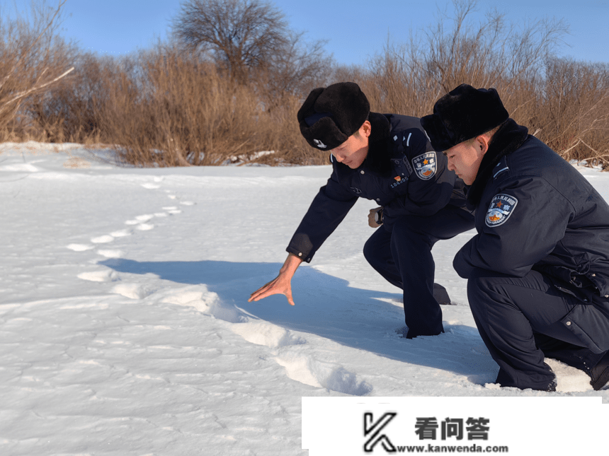 本月第三次！黑龙江饶河疆域又现野生东北虎