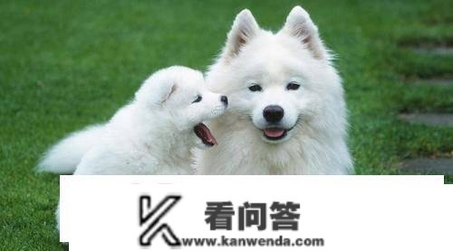 前人说的“犬不外八年”，是什么意思？有科学事理吗？