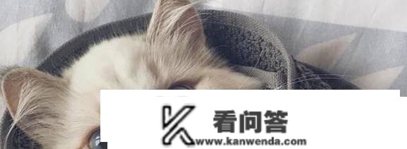 养猫咪后空调开几度比力适宜？