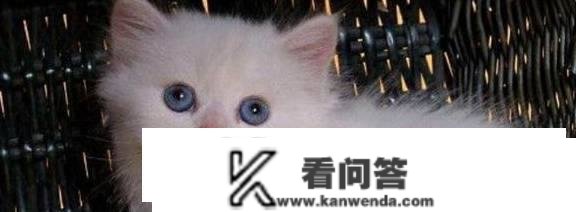 养猫咪后空调开几度比力适宜？