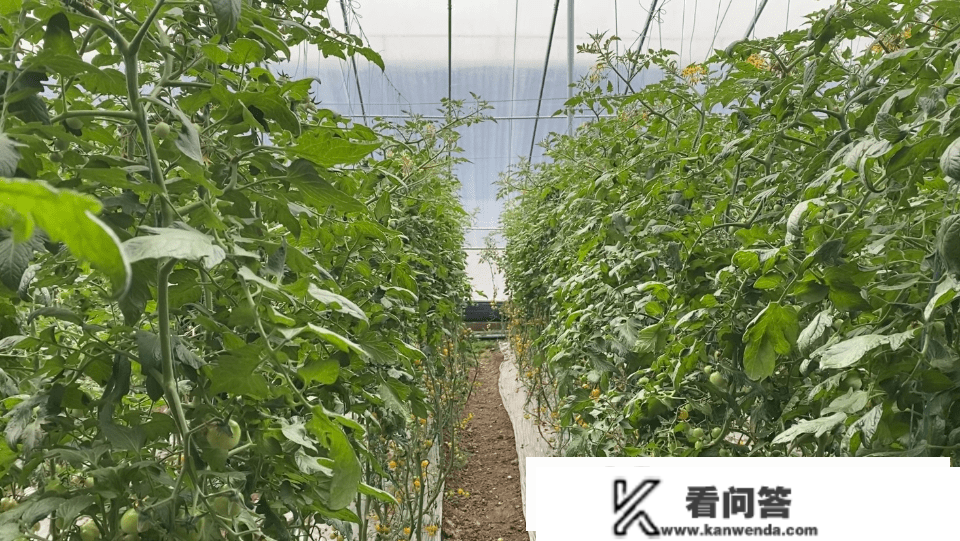 枣庄大棚种植可“按揭”，春节期间两棚蔬菜让农人赚了7万