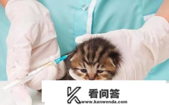 猫三联每年都要打吗？为什么