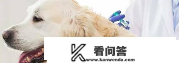 狗狗每年都要打疫苗吗？