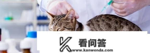 猫三联打完以后每年打什么针？猫每年都要打猫三联吗