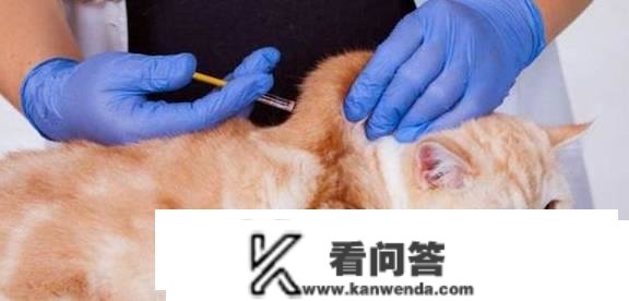 猫三联打完以后每年打什么针？猫每年都要打猫三联吗