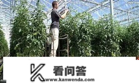 严峻欠缺！英四大超市起头限购蔬果？欧洲网友晒图嘲讽...