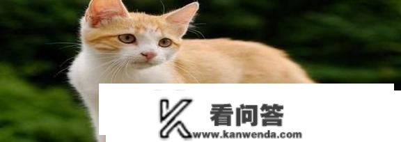 猫喜好拍尾巴根部吗？猫喜好拍尾巴根部是什么意思？