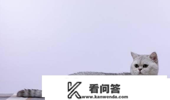 猫喜好拍尾巴根部吗？猫喜好拍尾巴根部是什么意思？