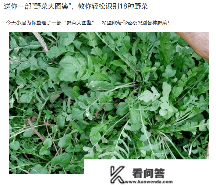 关于“小区绿化带挖野菜”？专家提醒！