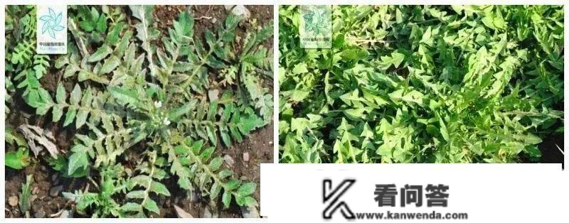 关于“小区绿化带挖野菜”？专家提醒！