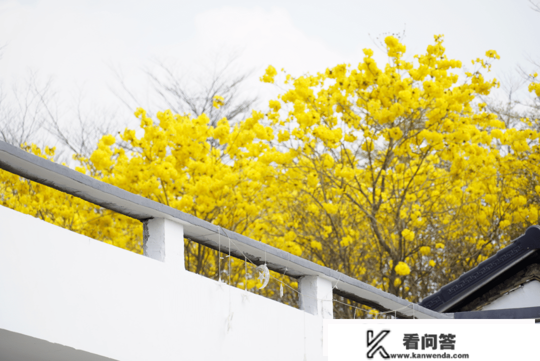 广东人赏花必去，满村的黄花风铃木，错过再等一年