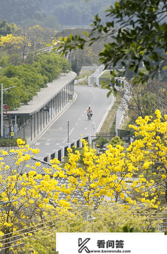 广东人赏花必去，满村的黄花风铃木，错过再等一年