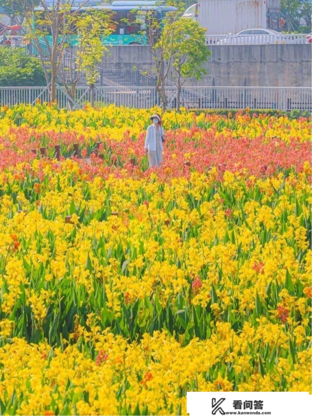 三月满城花海，拥有小寡治愈系海岸线，称之为初春最美的海滨城市