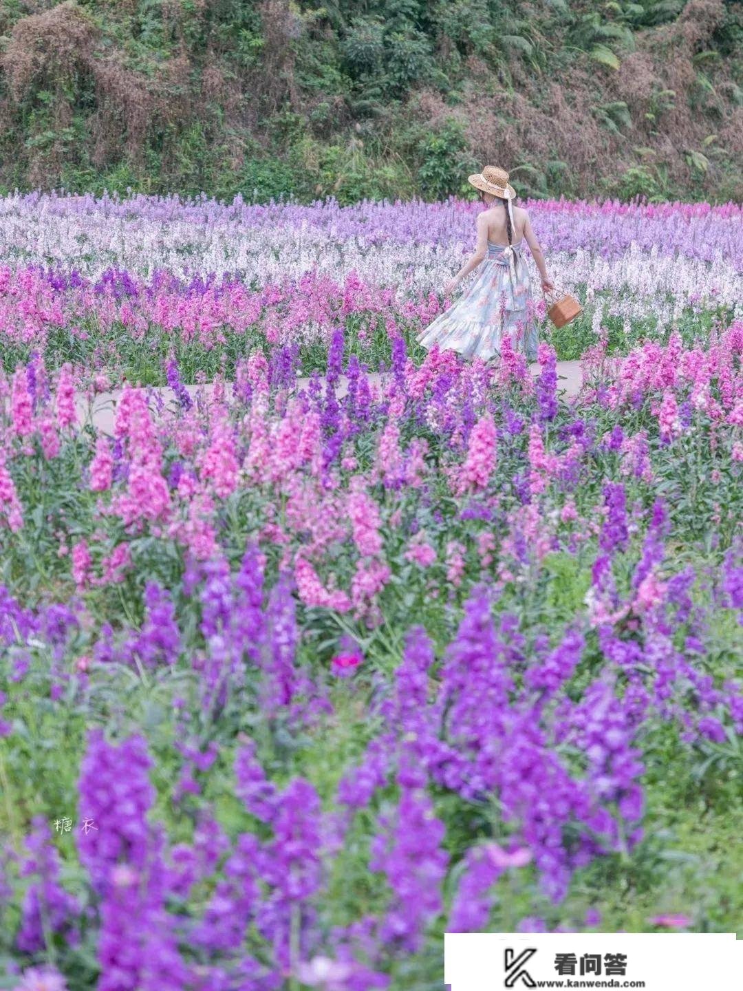 三月满城花海，拥有小寡治愈系海岸线，称之为初春最美的海滨城市