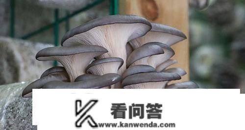 买平菇选大的好仍是小的好？菜农：学一招，别再买错了