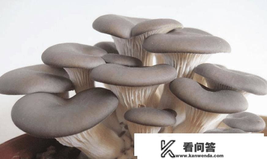 买平菇选大的好仍是小的好？菜农：学一招，别再买错了