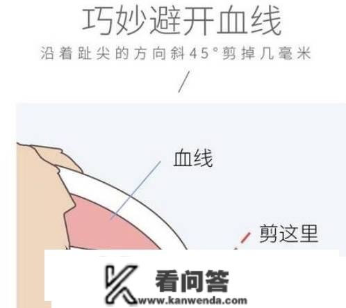 喵星人vs沙发？曲巢教你若何打赢沙发捍卫战