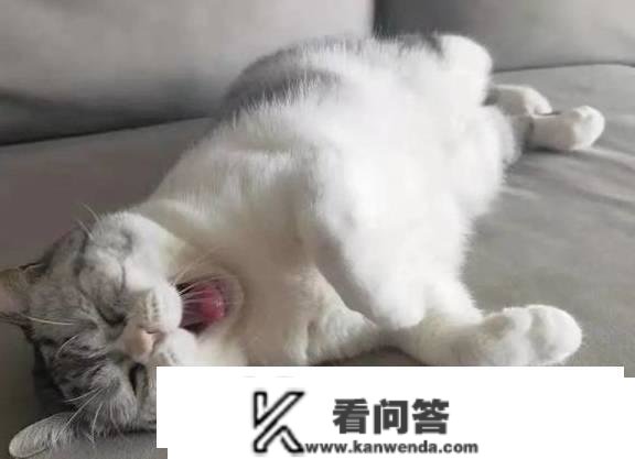 末于找到让猫咪不挠沙发的法子了！