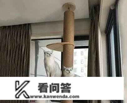 末于找到让猫咪不挠沙发的法子了！