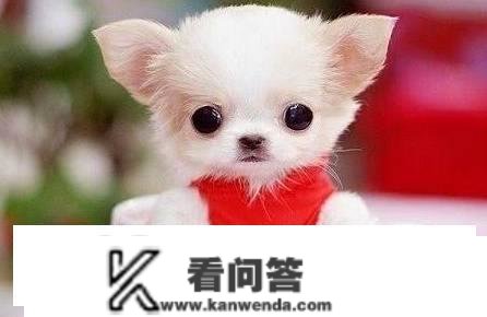 揭秘茶杯犬背后的血腥本相，你还羡慕他人养茶杯犬吗？