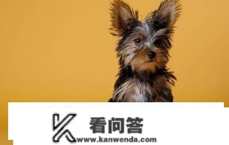 揭秘茶杯犬背后的血腥本相，你还羡慕他人养茶杯犬吗？