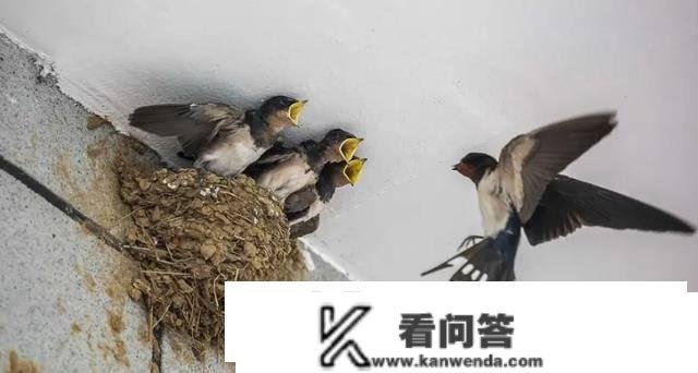 鄙谚“宅子现四喜象，家中强人辈出”，指的是哪“四喜”？