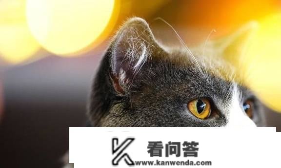 领养猫咪需要什么前提和手续