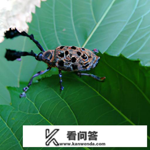 百片云bug