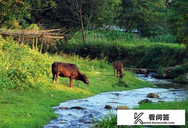 某旅行者在山区迷路，当它发现小溪一直沿着小溪走，为什么？国家地理旅行者