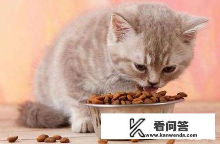 渴望六种鱼猫粮含盐大不大？破壁机做猫粮？