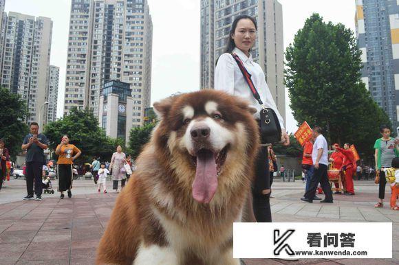 为什么阿拉斯加犬体型那么大。样子很吓人。但每只都很友好？