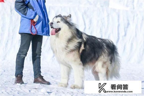 为什么阿拉斯加犬体型那么大。样子很吓人。但每只都很友好？