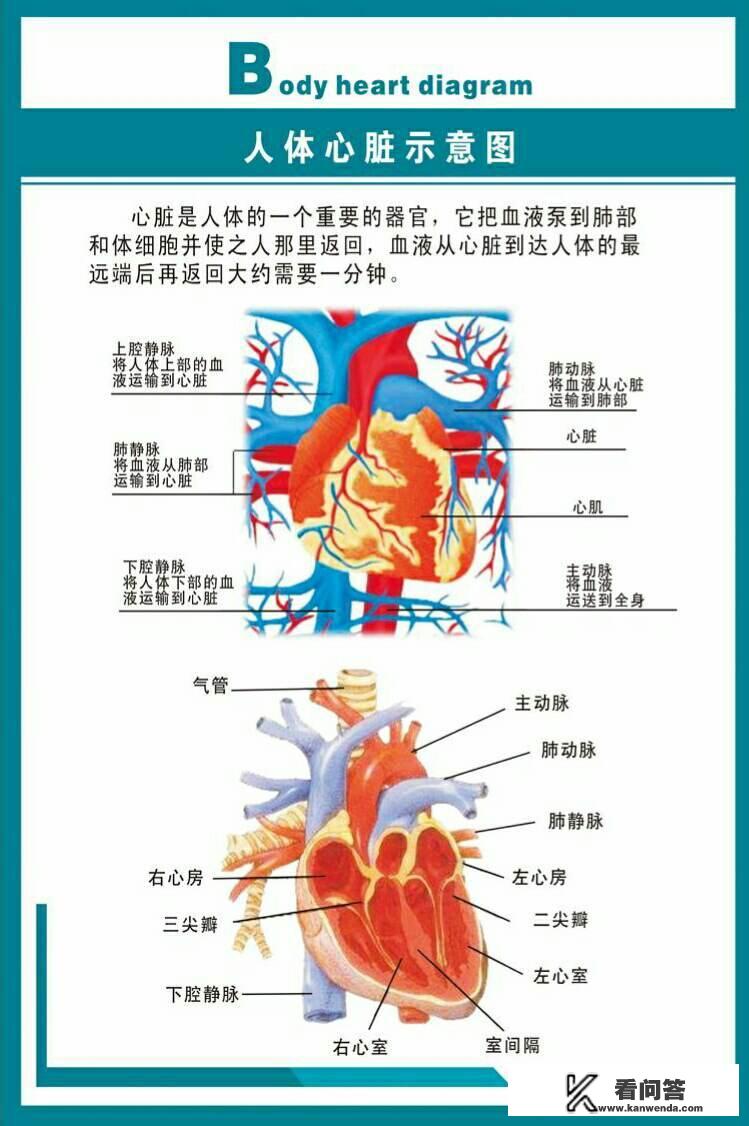 心跳骤停是猝死吗？