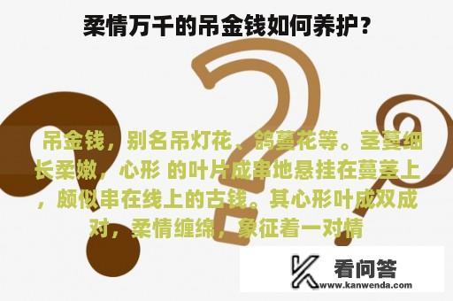 柔情万千的吊金钱如何养护？