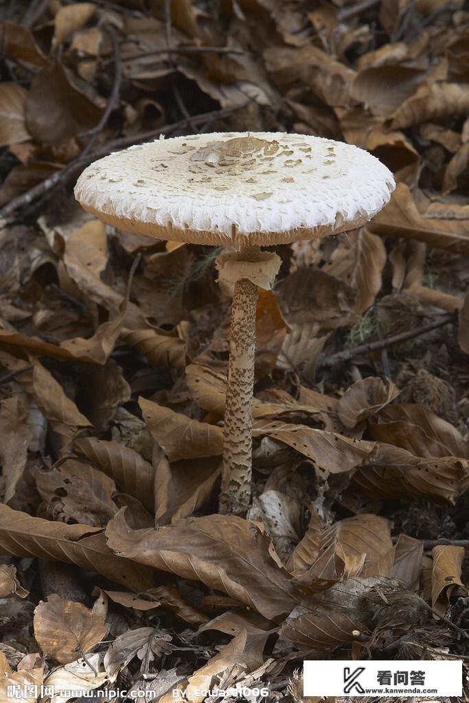 北方常见能食用的野生蘑菇图片三种？