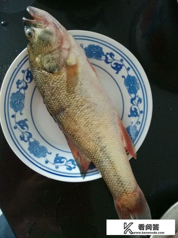 红烧鲈鱼最好食用5种做法？鲈鱼好食用吗？
