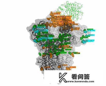 奥密克戎属于冠状病毒还是艾滋病毒